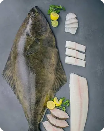 Indian Halibut